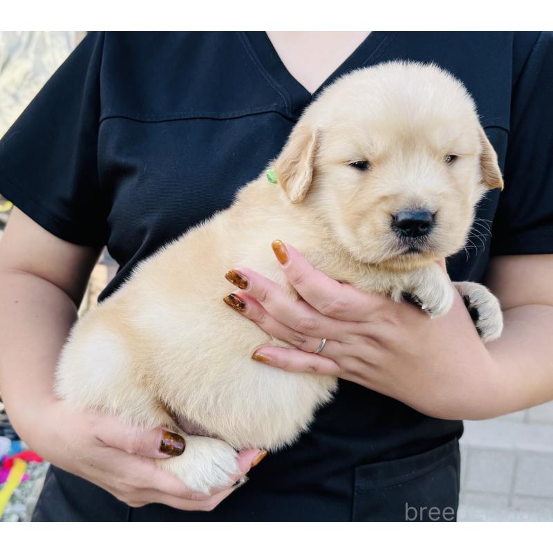 販売中の徳島県のゴールデンレトリーバー-424426の3枚目