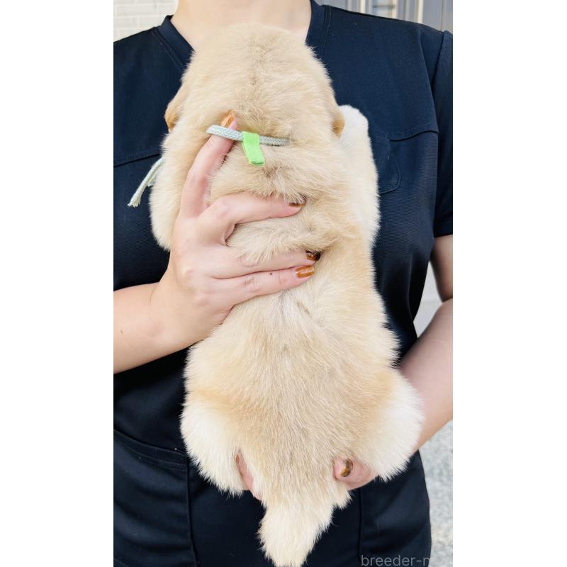 販売中の徳島県のゴールデンレトリーバー-424426の2枚目