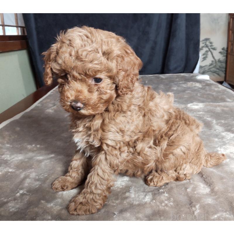 販売中の秋田県のマルプー:マルチーズ×トイプードル-424428の4枚目