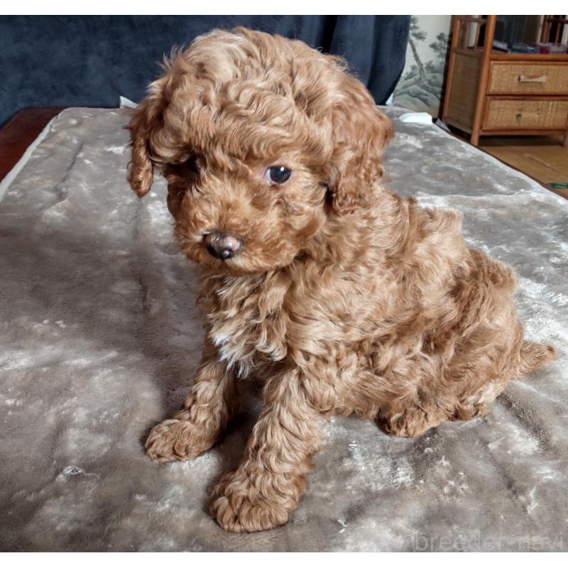 販売中の秋田県のマルプー:マルチーズ×トイプードル-424428の3枚目