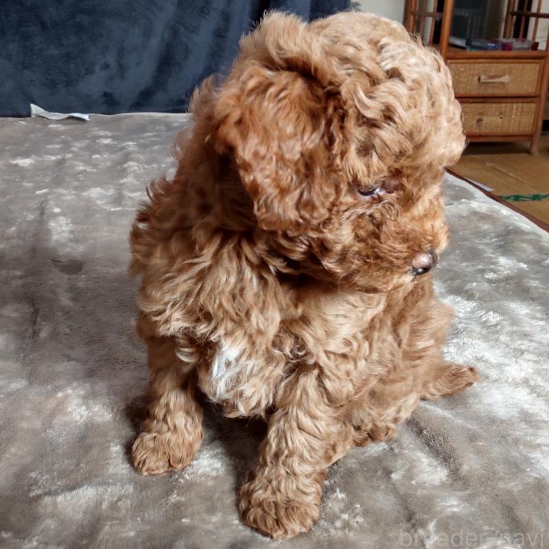 販売中の秋田県のマルプー:マルチーズ×トイプードル-424428の2枚目