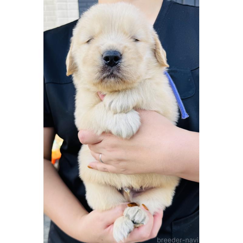 販売中の徳島県のゴールデンレトリーバー-424427の5枚目