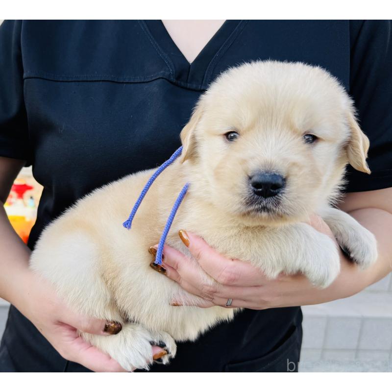 販売中の徳島県のゴールデンレトリーバー-424427の4枚目