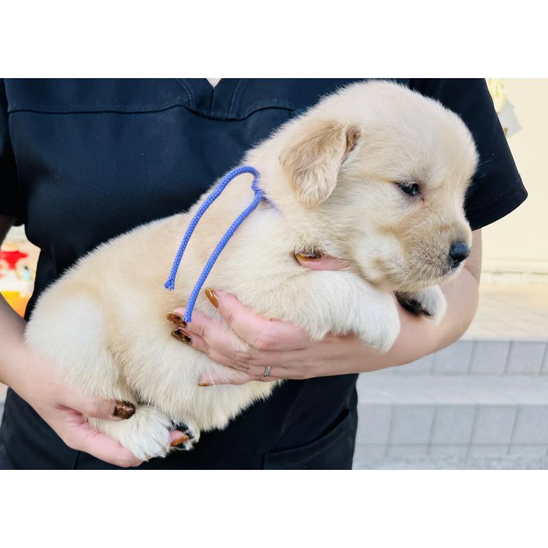 販売中の徳島県のゴールデンレトリーバー-424427の3枚目