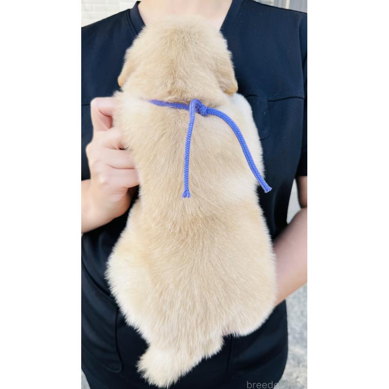 販売中の徳島県のゴールデンレトリーバー-424427の2枚目