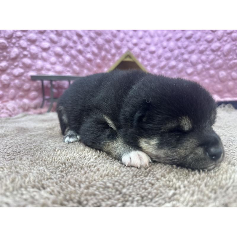 販売中の茨城県の柴犬-424429の12枚目