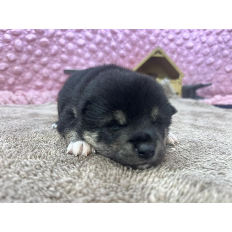 販売中の茨城県の柴犬-424429の11枚目