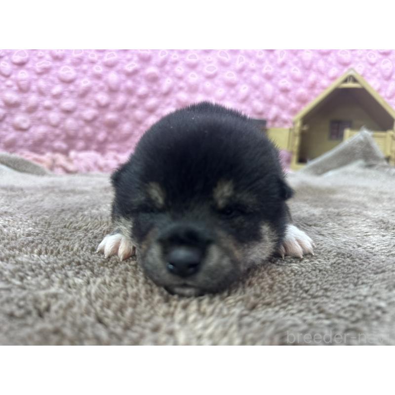 販売中の茨城県の柴犬-424429の10枚目