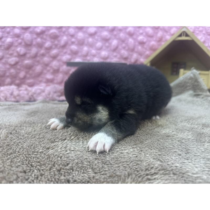 販売中の茨城県の柴犬-424429の9枚目