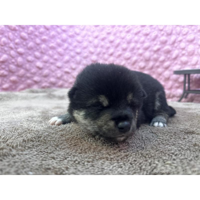 販売中の茨城県の柴犬-424429の8枚目