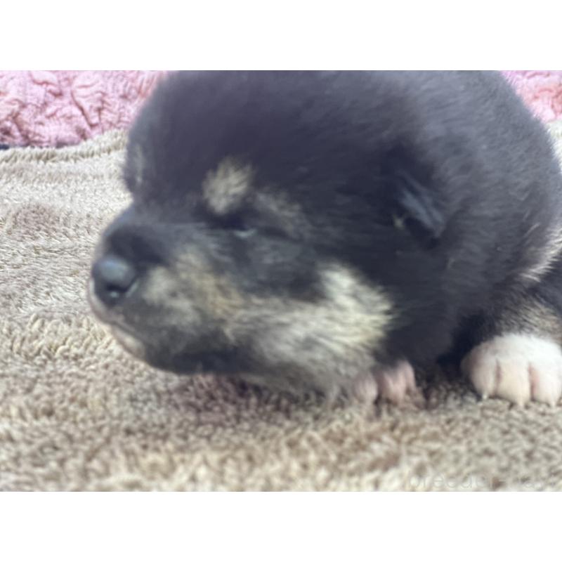 販売中の茨城県の柴犬-424429の7枚目