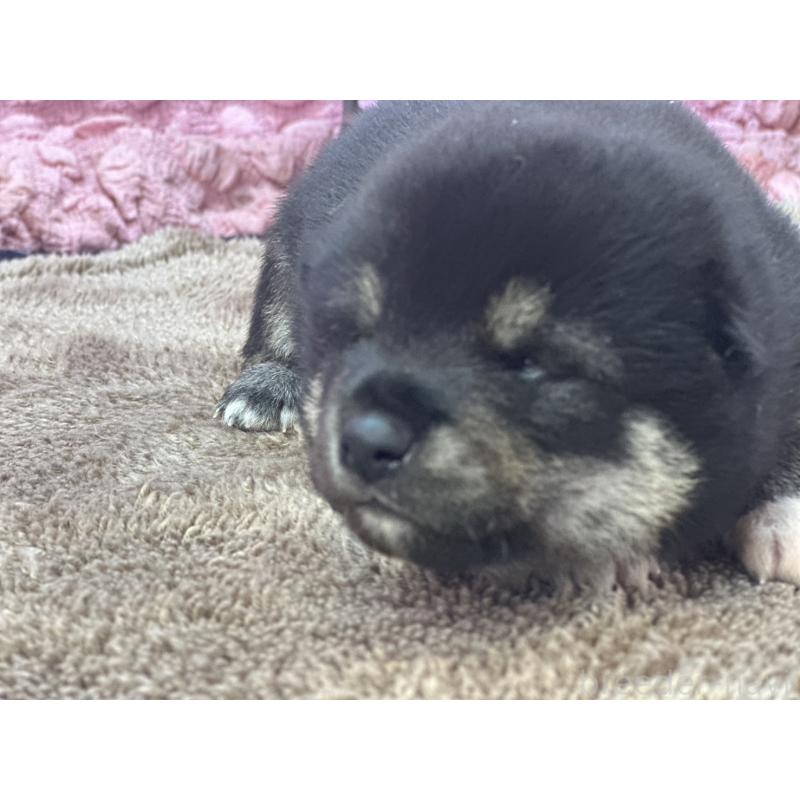 販売中の茨城県の柴犬-424429の6枚目