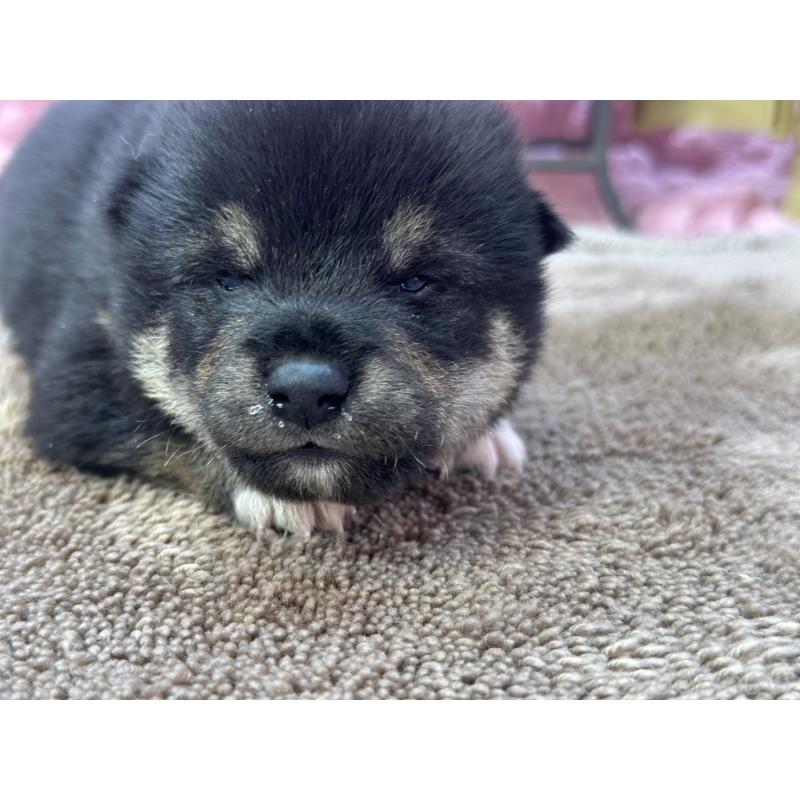 販売中の茨城県の柴犬-424429の5枚目