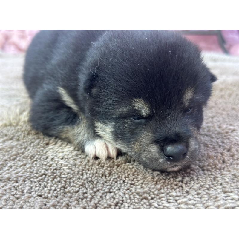 販売中の茨城県の柴犬-424429の4枚目