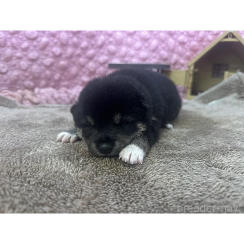 販売中の茨城県の柴犬-424429の3枚目