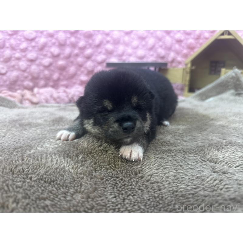 販売中の茨城県の柴犬-424429の1枚目