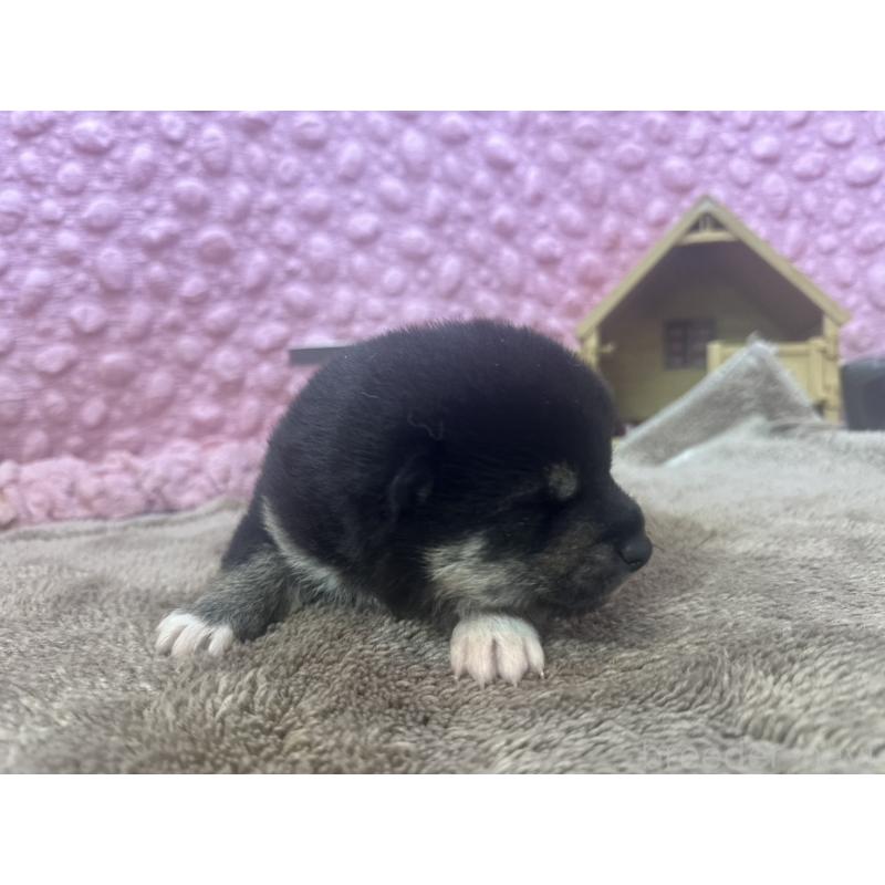 販売中の茨城県の柴犬-424429の2枚目