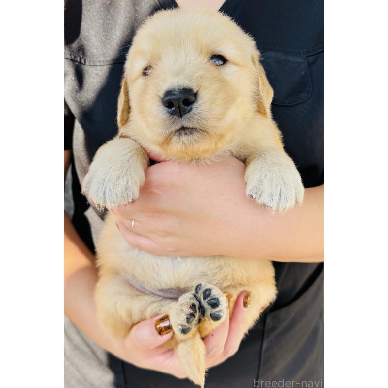 販売中の徳島県のゴールデンレトリーバー-424430の5枚目