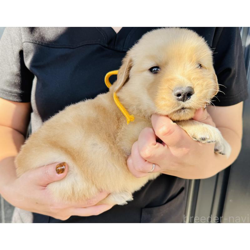 販売中の徳島県のゴールデンレトリーバー-424430の4枚目