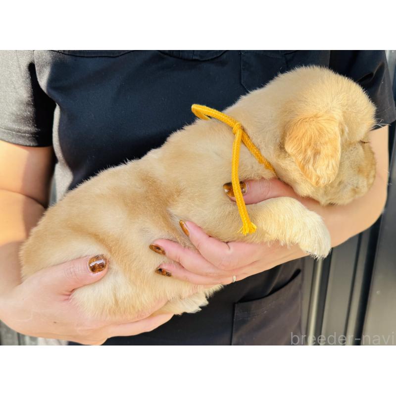 販売中の徳島県のゴールデンレトリーバー-424430の3枚目