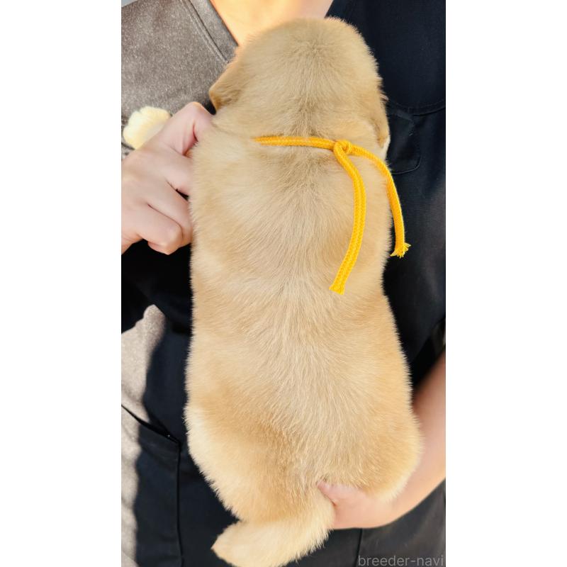 販売中の徳島県のゴールデンレトリーバー-424430の2枚目