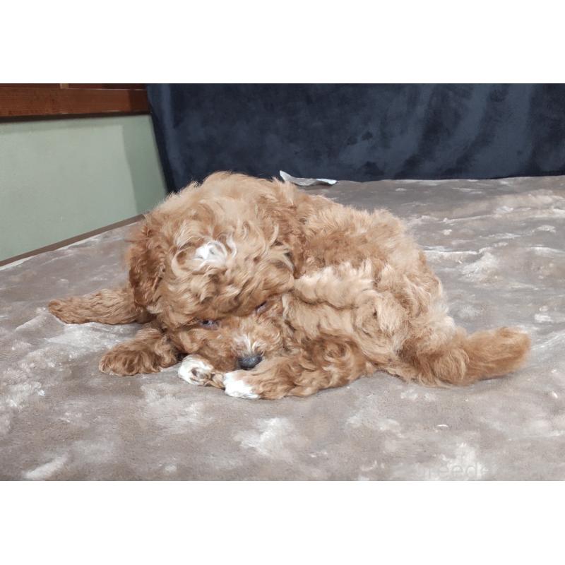 販売中の秋田県のマルプー:マルチーズ×トイプードル-424433の5枚目