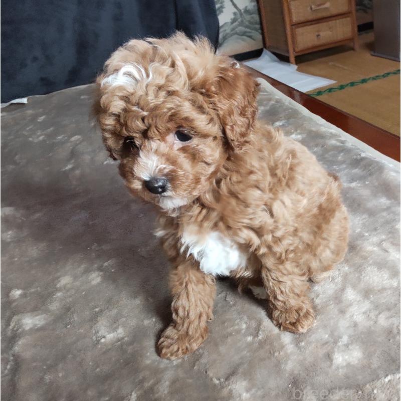 販売中の秋田県のマルプー:マルチーズ×トイプードル-424433の4枚目