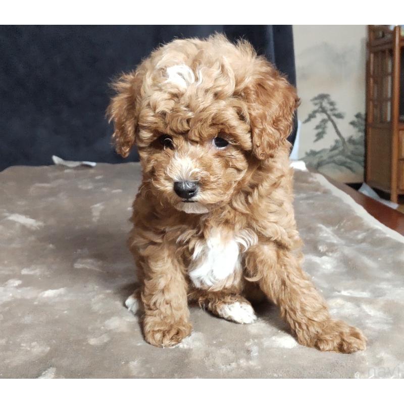 販売中の秋田県のマルプー:マルチーズ×トイプードル-424433の3枚目