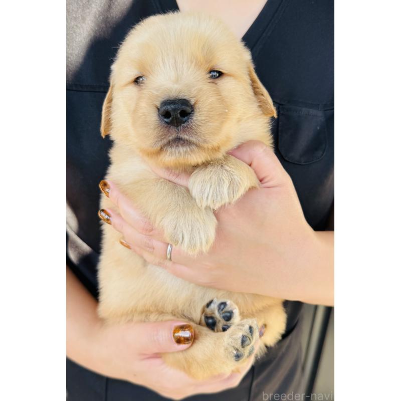 販売中の徳島県のゴールデンレトリーバー-424431の5枚目