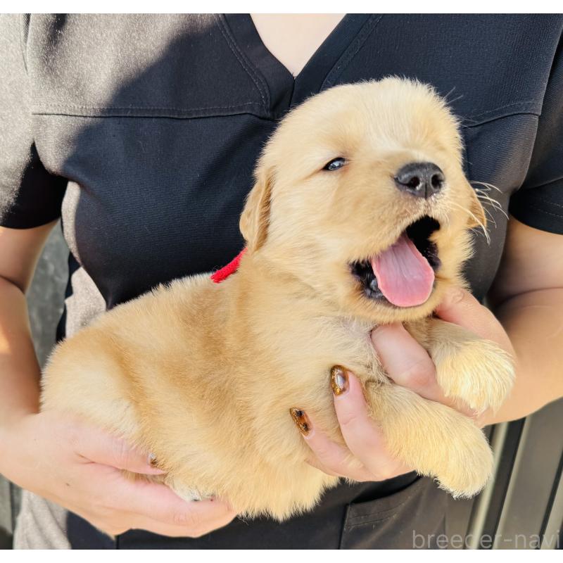 販売中の徳島県のゴールデンレトリーバー-424431の4枚目