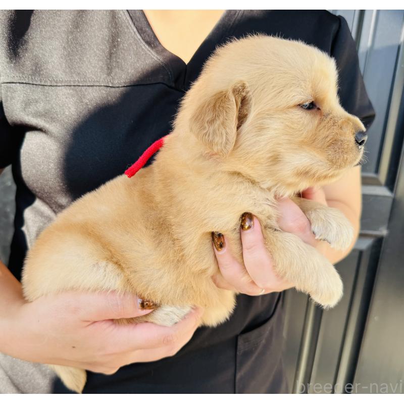 販売中の徳島県のゴールデンレトリーバー-424431の3枚目
