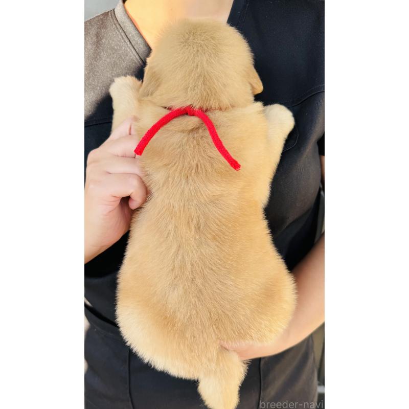 販売中の徳島県のゴールデンレトリーバー-424431の2枚目