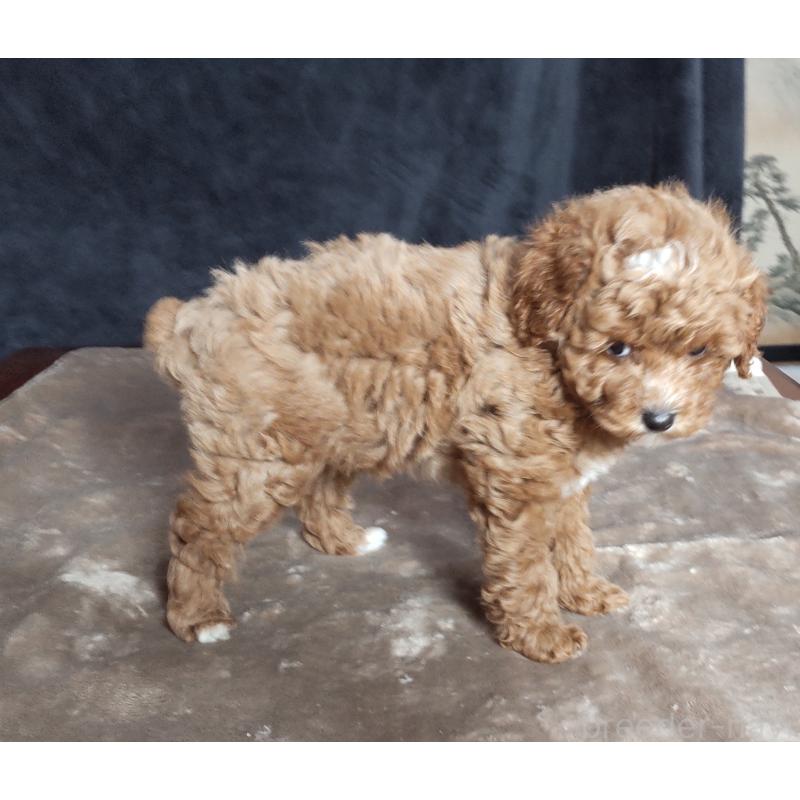 販売中の秋田県のマルプー:マルチーズ×トイプードル-424433の2枚目