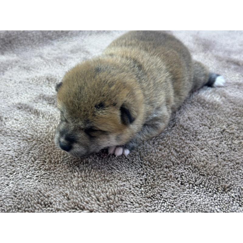 販売中の茨城県の柴犬-424432の9枚目