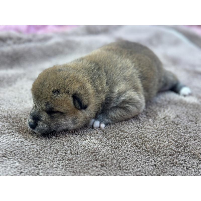 販売中の茨城県の柴犬-424432の8枚目