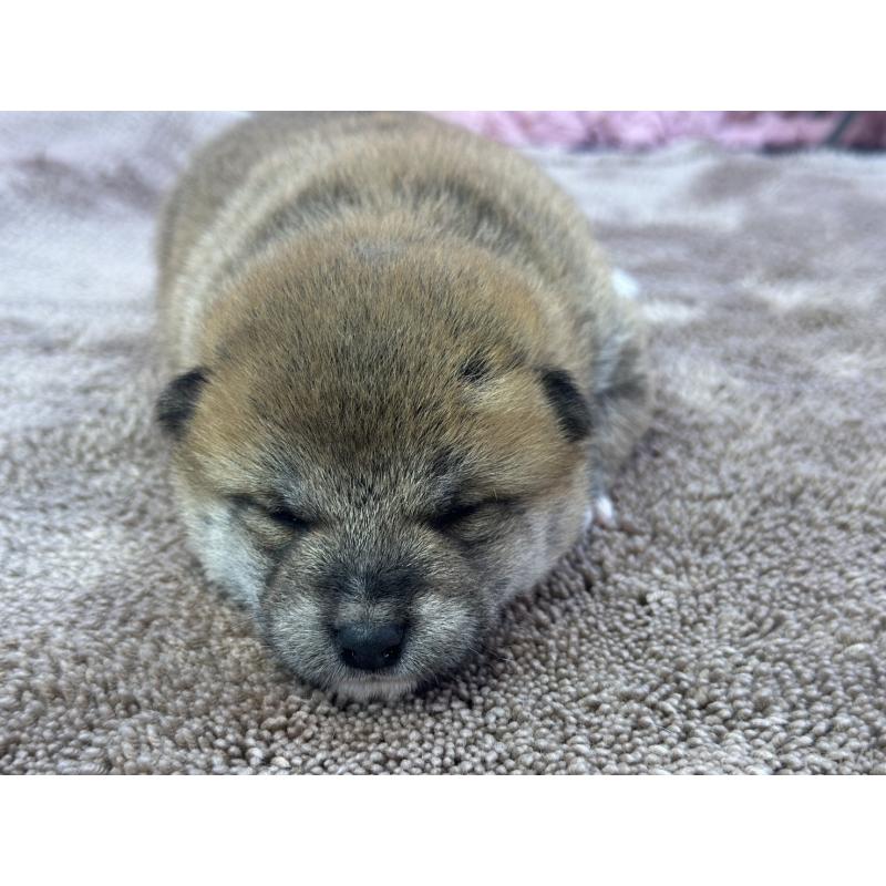 販売中の茨城県の柴犬-424432の7枚目