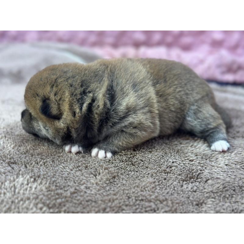 販売中の茨城県の柴犬-424432の6枚目