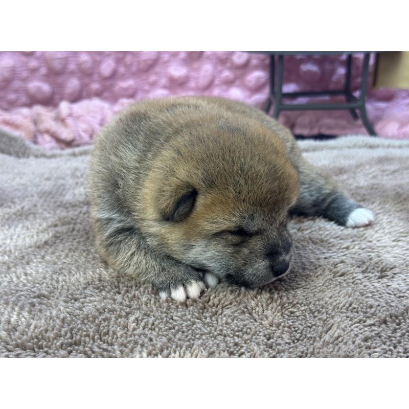 販売中の茨城県の柴犬-424432の5枚目
