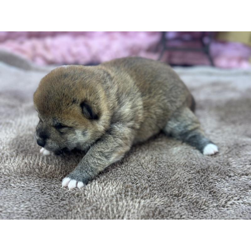 販売中の茨城県の柴犬-424432の4枚目