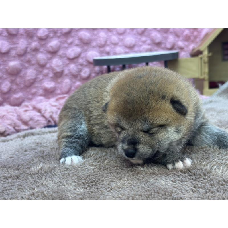 販売中の茨城県の柴犬-424432