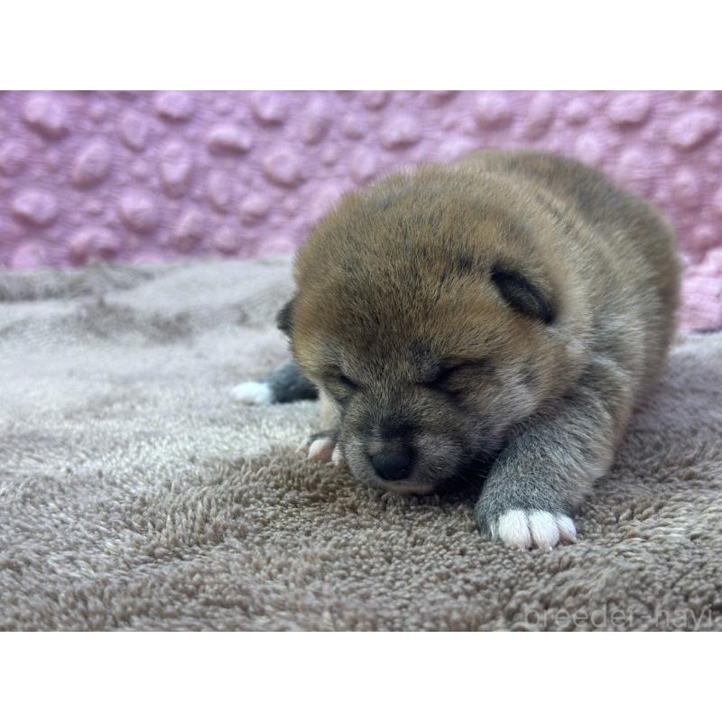 販売中の茨城県の柴犬-424432の3枚目