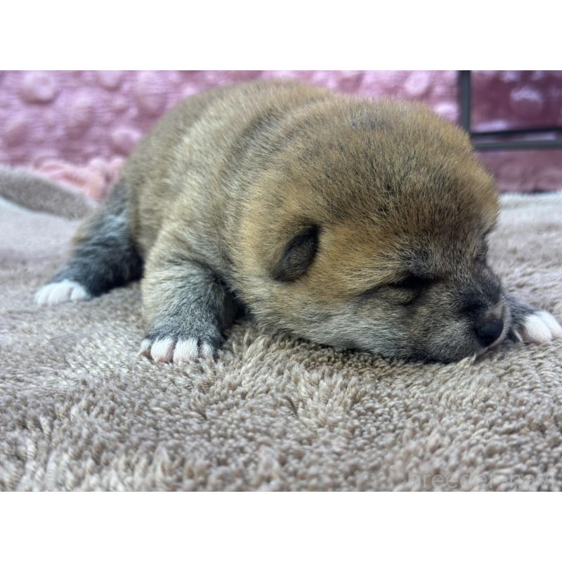 販売中の茨城県の柴犬-424432の2枚目