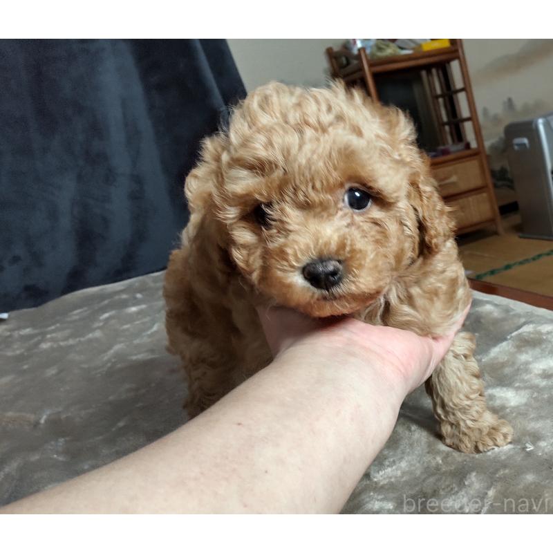 販売中の秋田県のマルプー:マルチーズ×トイプードル-424434の5枚目