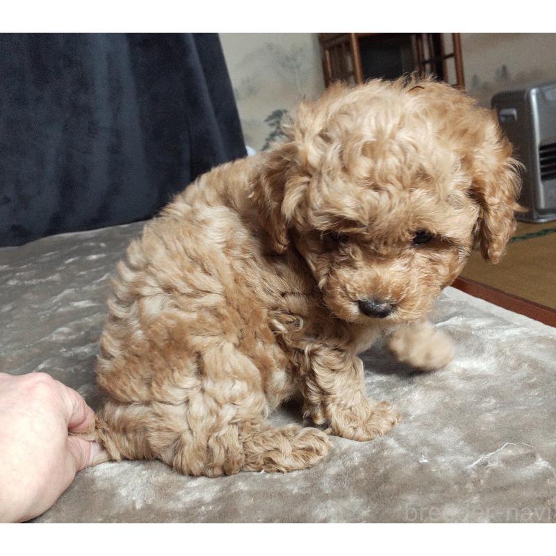 販売中の秋田県のマルプー:マルチーズ×トイプードル-424434の4枚目