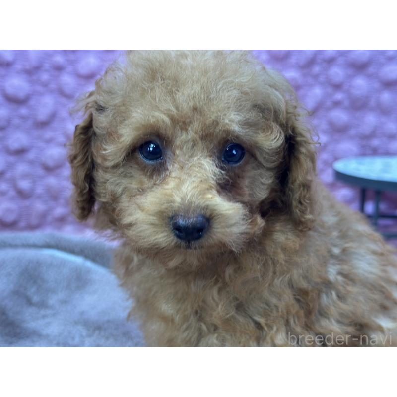 販売中の茨城県のタイニープードル-422221