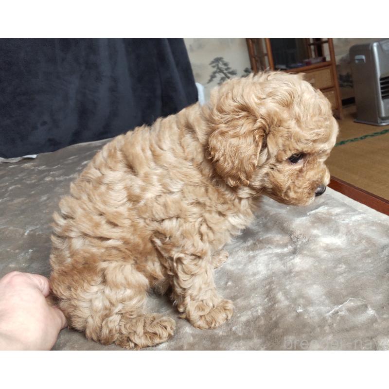 販売中の秋田県のマルプー:マルチーズ×トイプードル-424434の3枚目