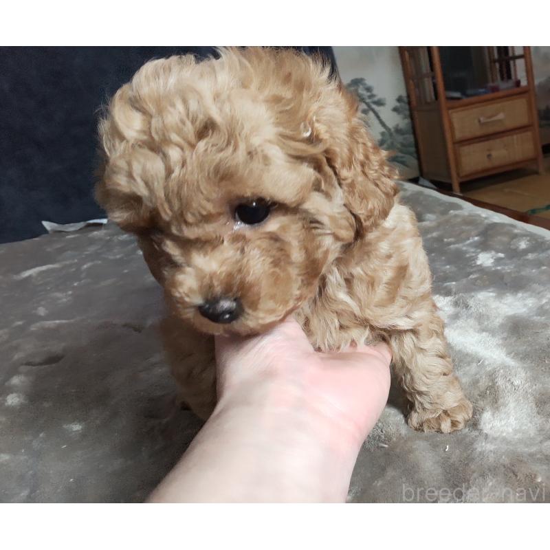 販売中の秋田県のマルプー:マルチーズ×トイプードル-424434の2枚目