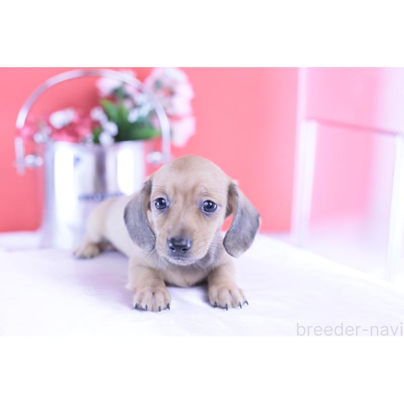 商談中の愛知県のカニンヘンダックスフンド(スムースヘアード)-422078の14枚目