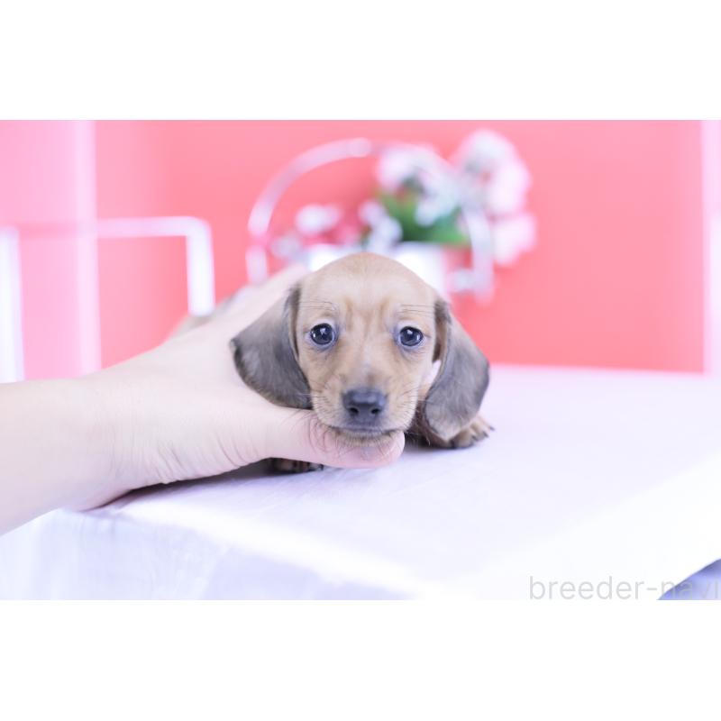 商談中の愛知県のカニンヘンダックスフンド(スムースヘアード)-422078の11枚目