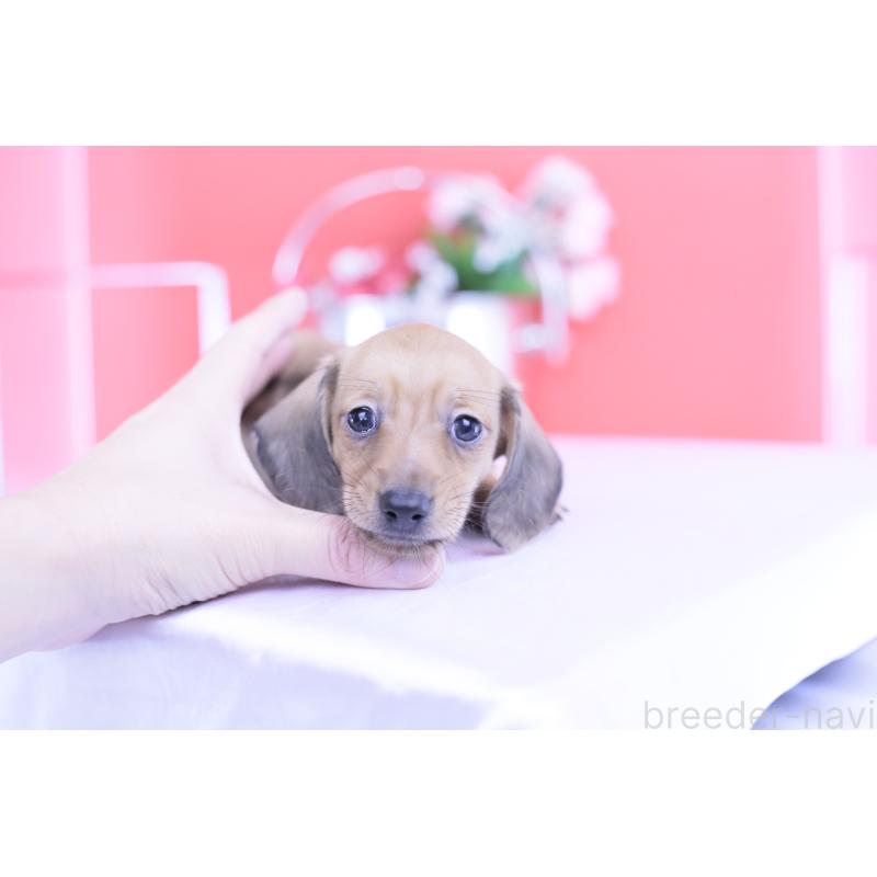 商談中の愛知県のカニンヘンダックスフンド(スムースヘアード)-422078の10枚目